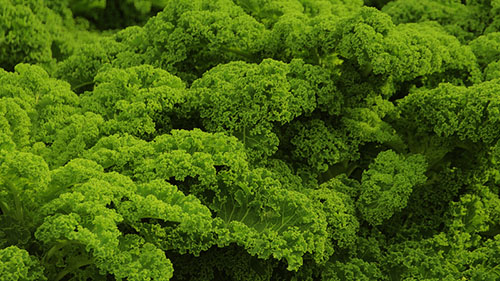 No kale left behind: researchers develop a new supply management method to limit perishable waste